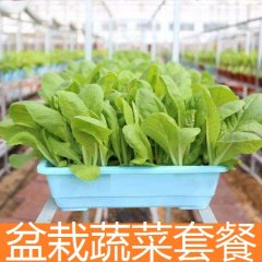 农家盆栽蔬菜套餐 